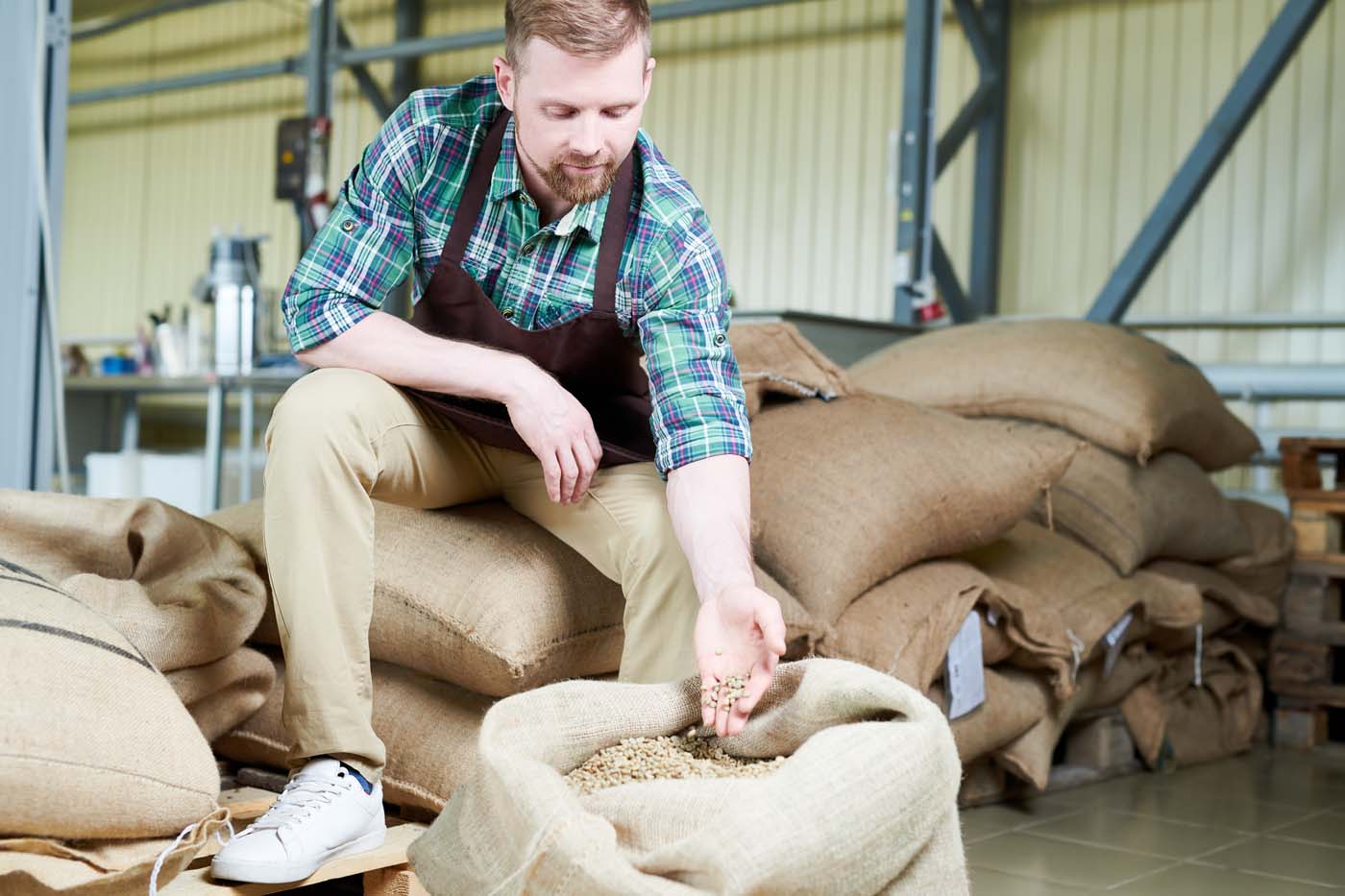 Coffee Manufacture Examining Coffee Beans